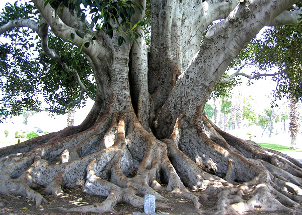 The "Big Tree" was planted in the late 1880's by Mr. Edgar J. Owens, one of Glendora's early residents.