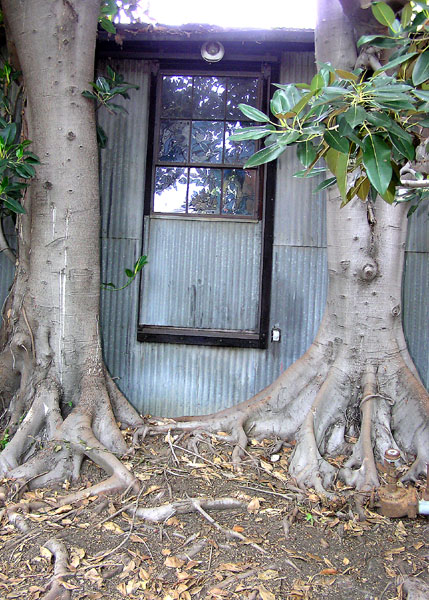 Roots at the Tin Palace (Packing House). Call the Glendora Historical Society.