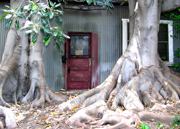 Rubel Pharms' Roots, used once in the Living Things music video "Bombs Below" in 2006.