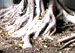 Roots used in "Bombs Below."